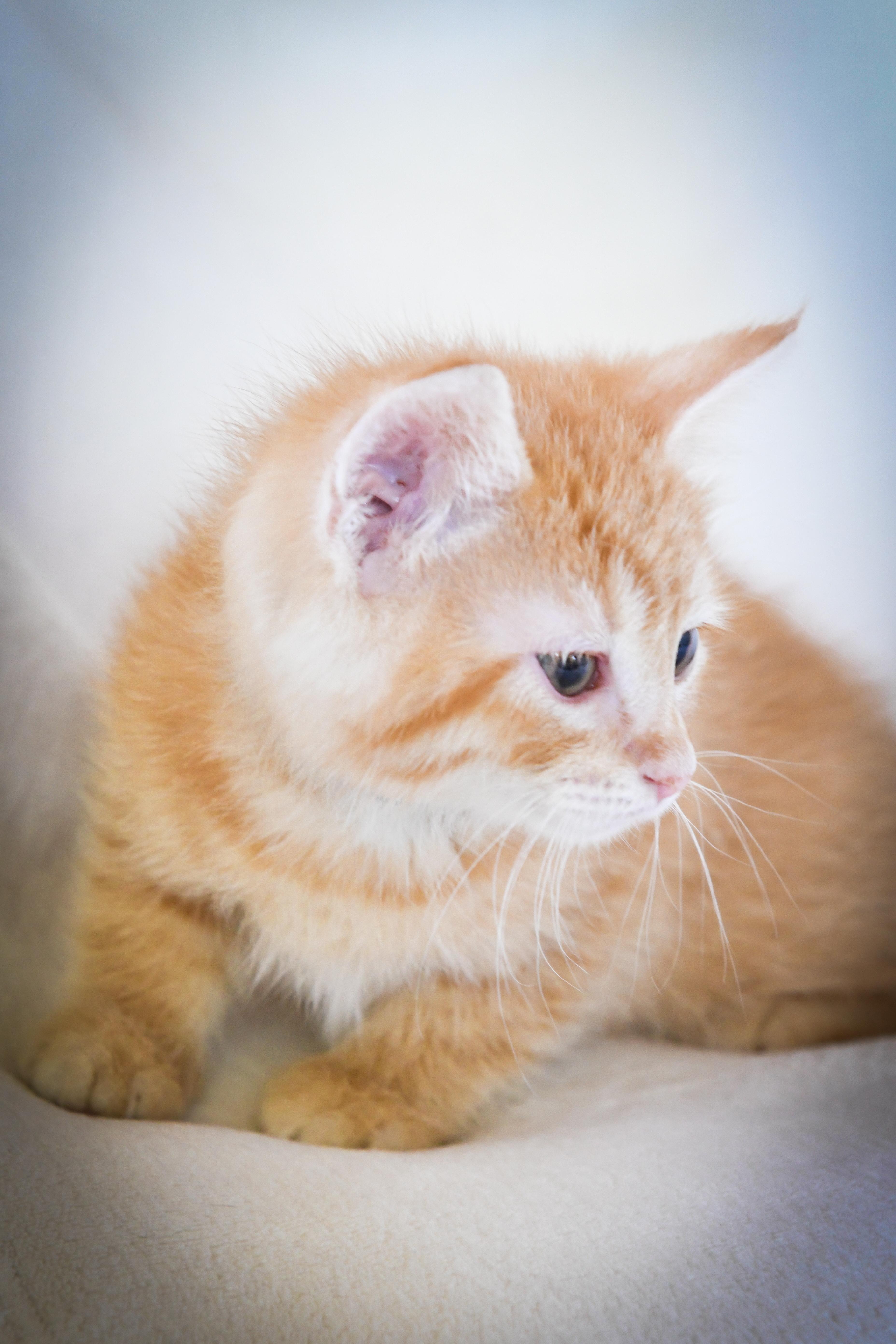 Enlarge Starry Night, a Adopted Domestic Short Hair in Port Washington, WI image 3/3