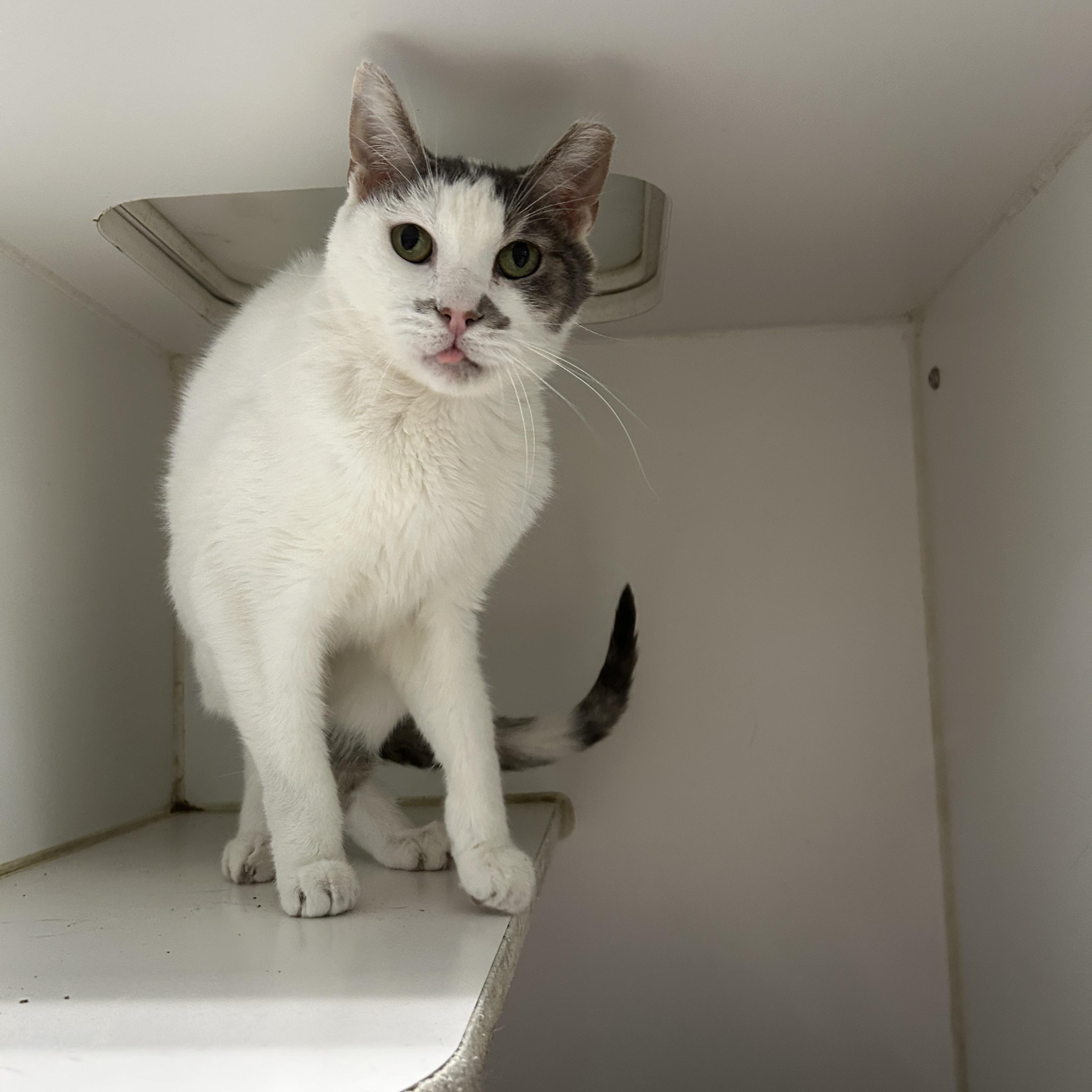 Owleen, Adoptable, Adult Female Domestic Short Hair.