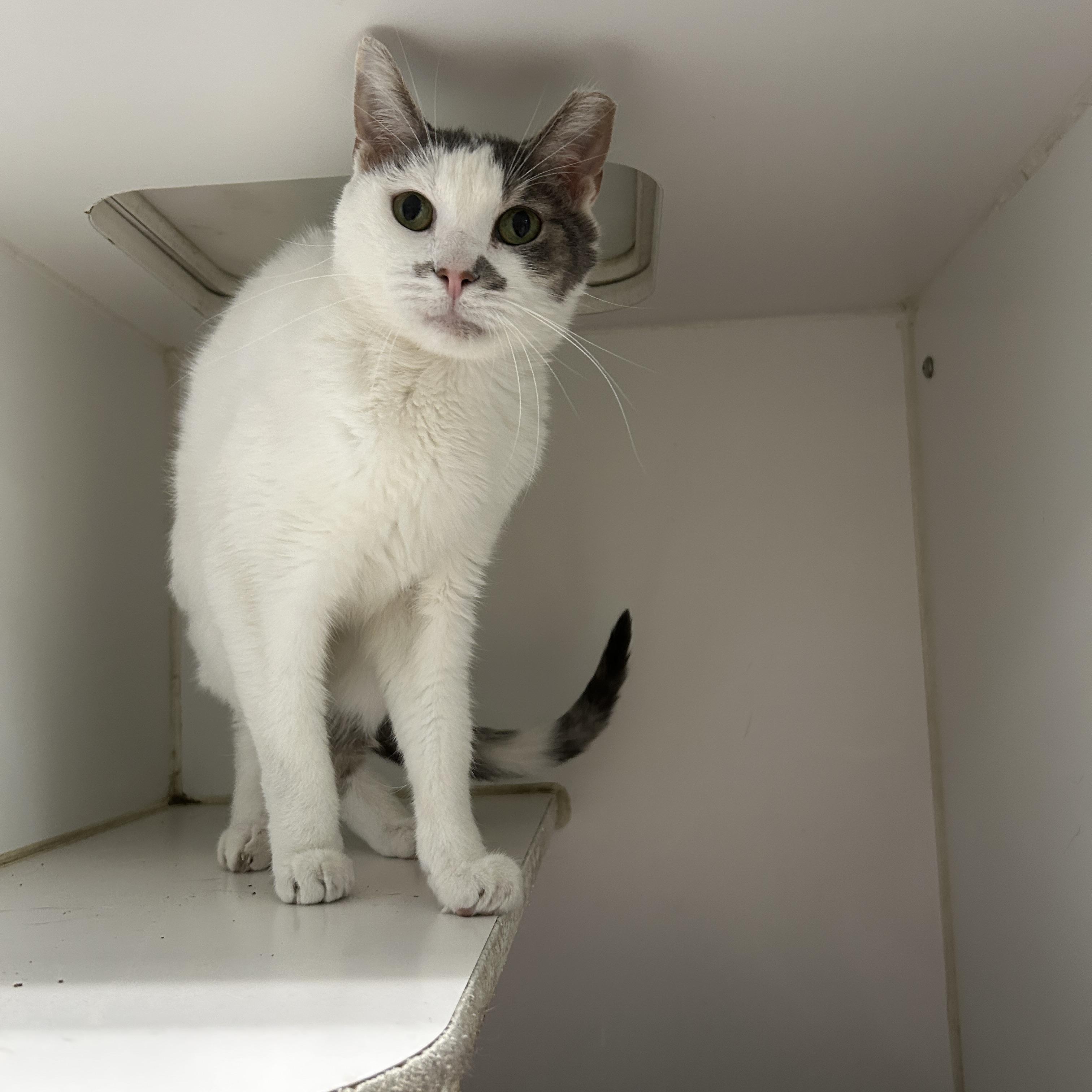 Owleen, a Adoptable Domestic Short Hair in La Grange Park, IL image 2/6