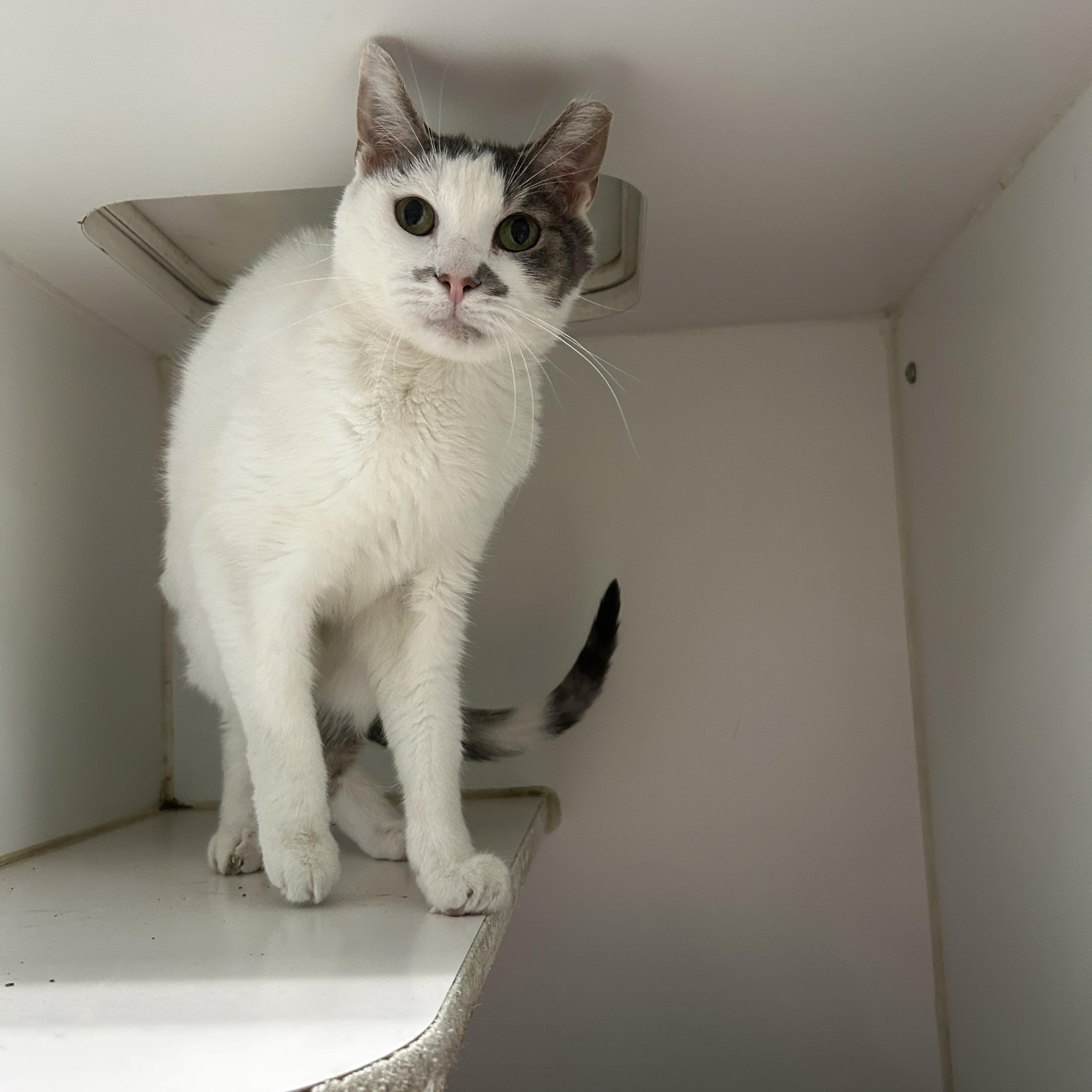 Owleen, a Adoptable Domestic Short Hair in La Grange Park, IL image 3/6