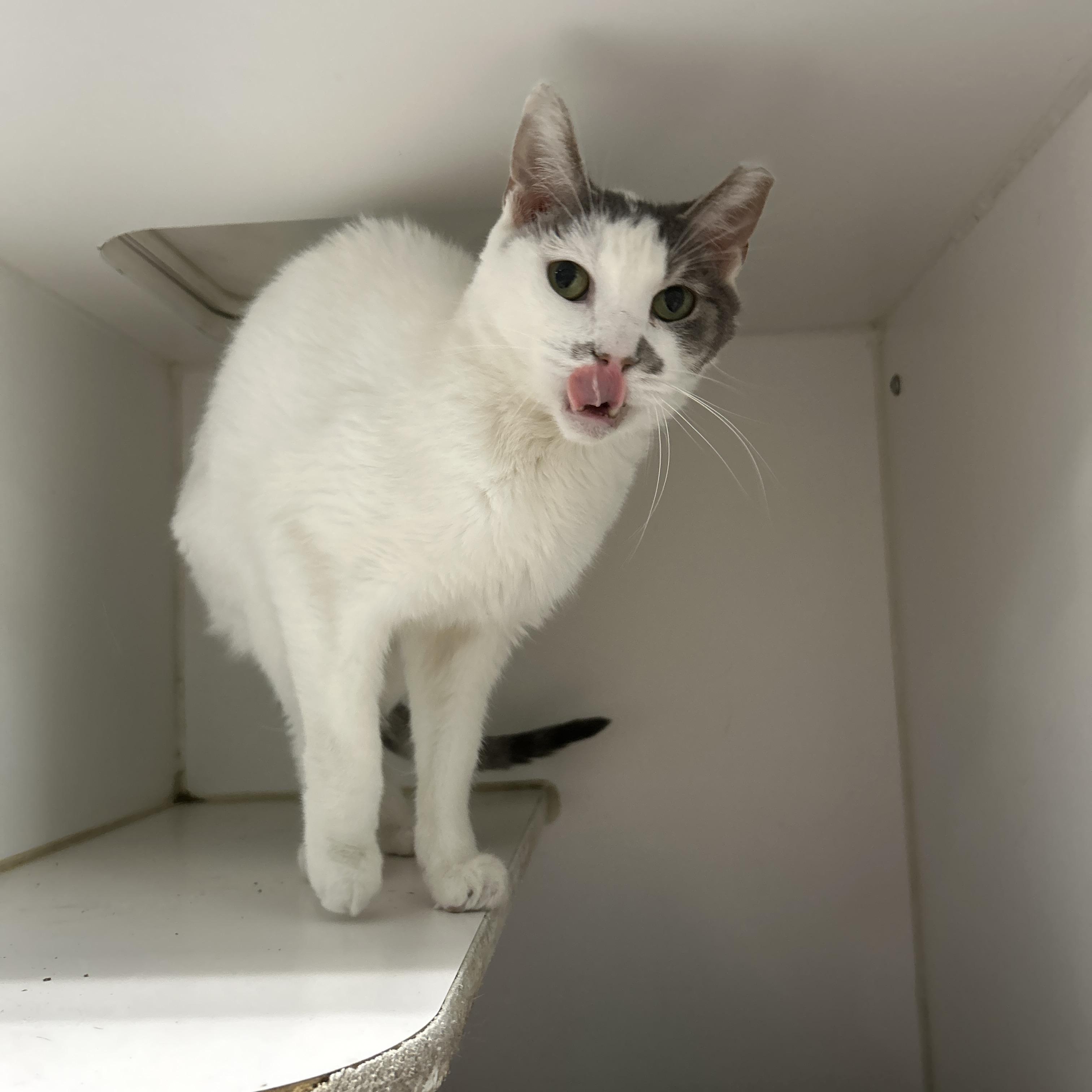 Owleen, a Adoptable Domestic Short Hair in La Grange Park, IL image 4/6