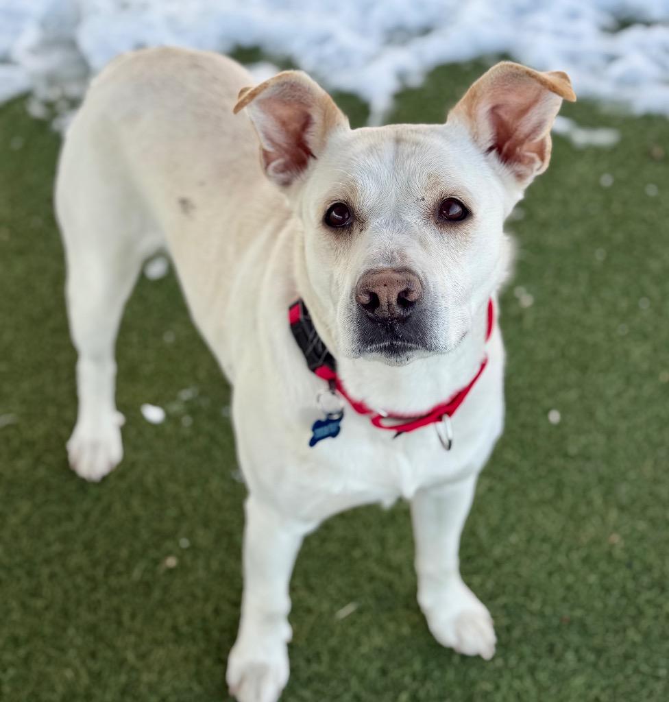 Snow, Adoptable, Young Female Labrador Retriever.