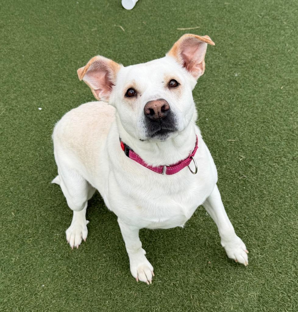 Snow, Adoptable, Young Female Labrador Retriever.