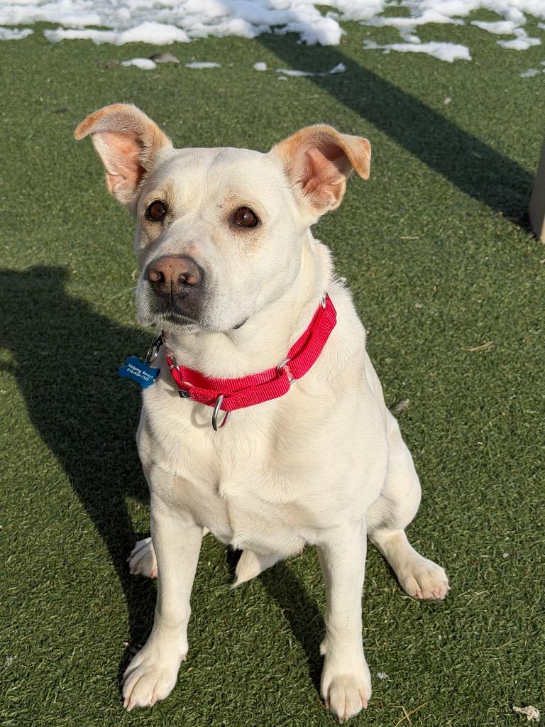 Enlarge Snow, a Adoptable mixed breed in Columbia, IL image 2/4
