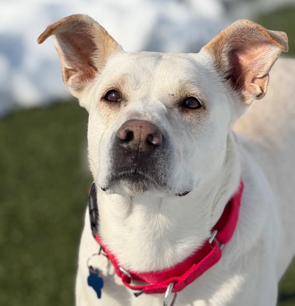 Enlarge Snow, a Adoptable mixed breed in Columbia, IL image 3/4