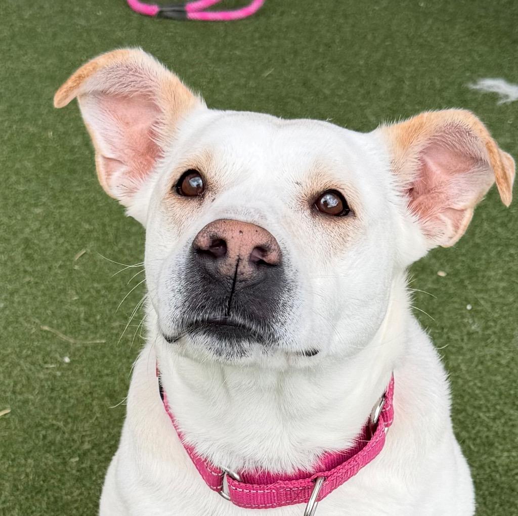 Enlarge Snow, a Adoptable mixed breed in Columbia, IL image 2/4