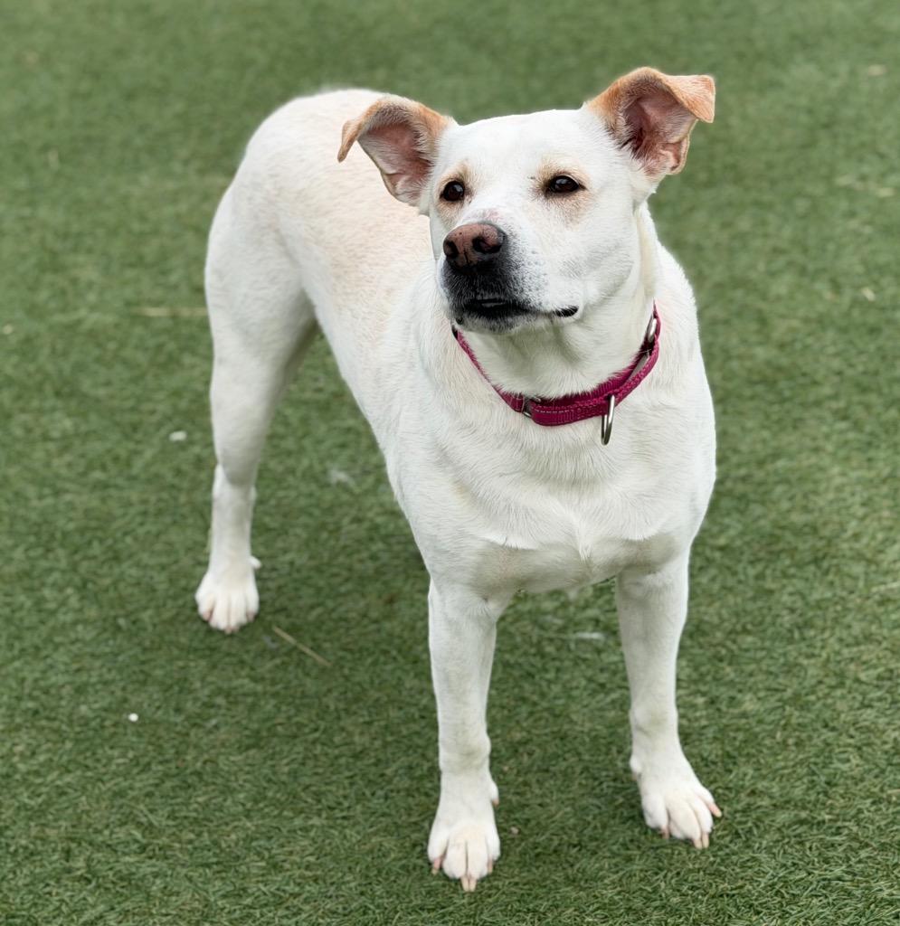 Enlarge Snow, a Adoptable mixed breed in Columbia, IL image 3/4