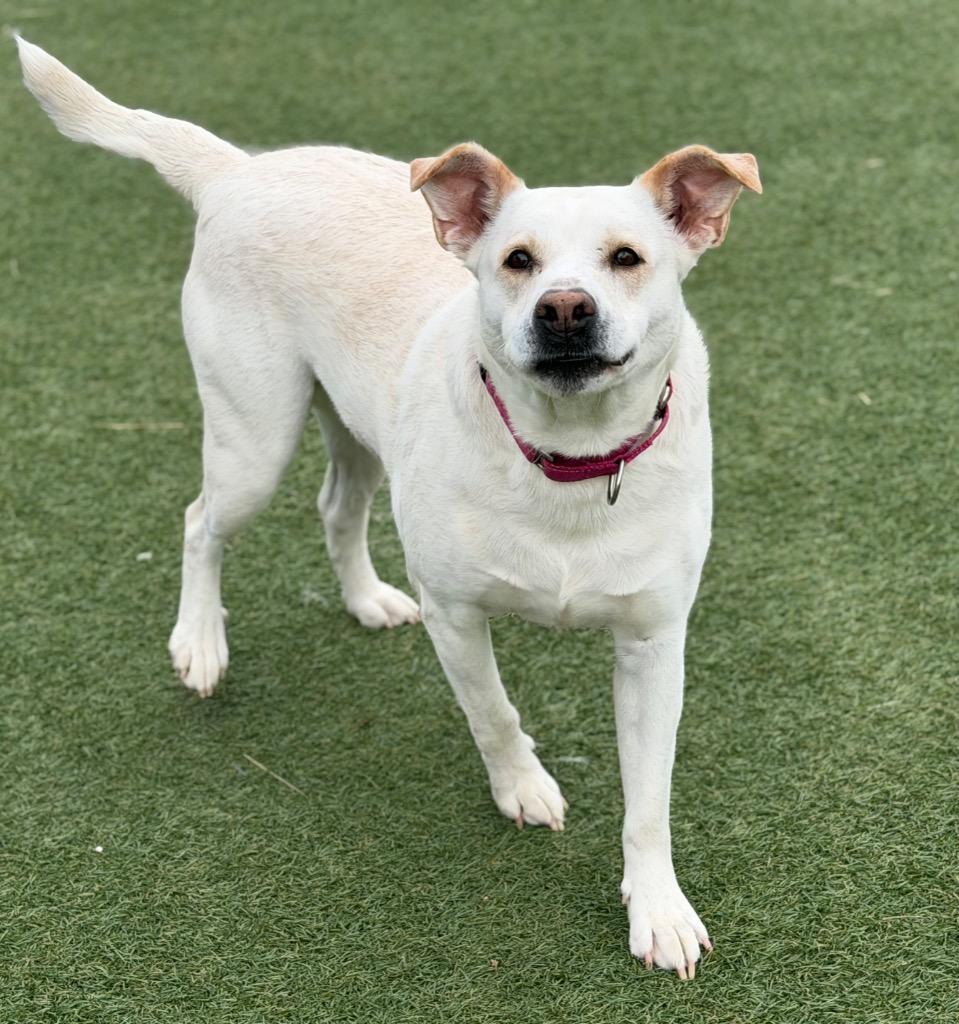 Enlarge Snow, a Adoptable mixed breed in Columbia, IL image 4/4