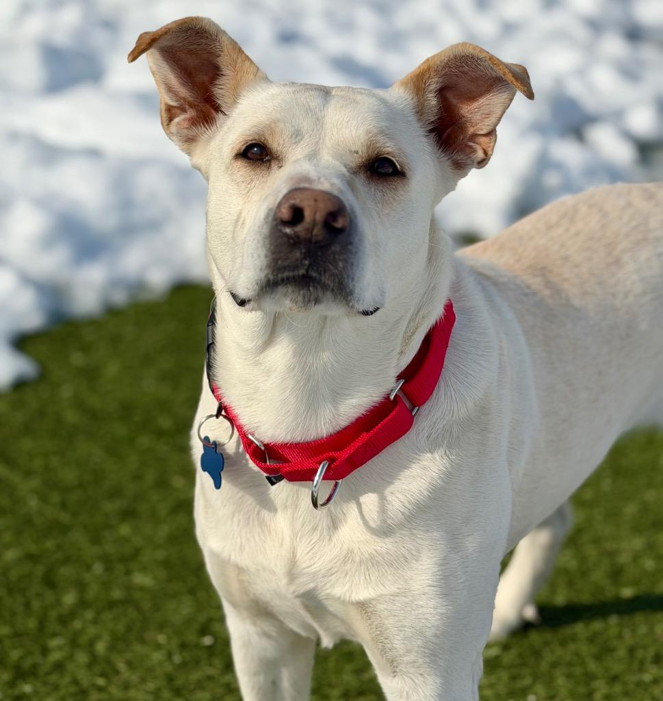 Enlarge Snow, a Adoptable mixed breed in Columbia, IL image 4/4