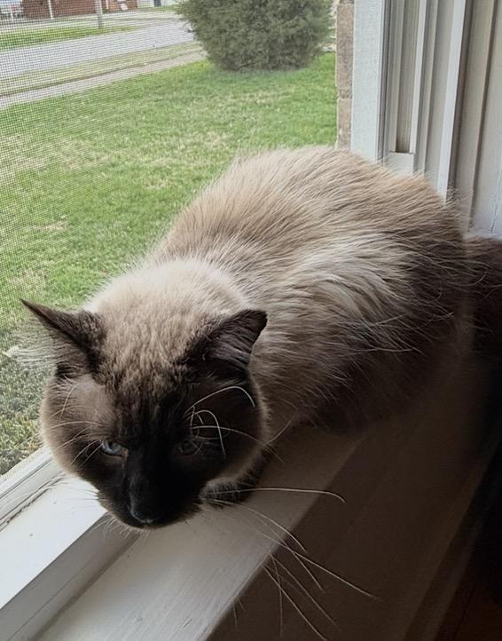 Enlarge Chester, a ADOPTABLE mixed breed in Bardstown, KY image 3/4