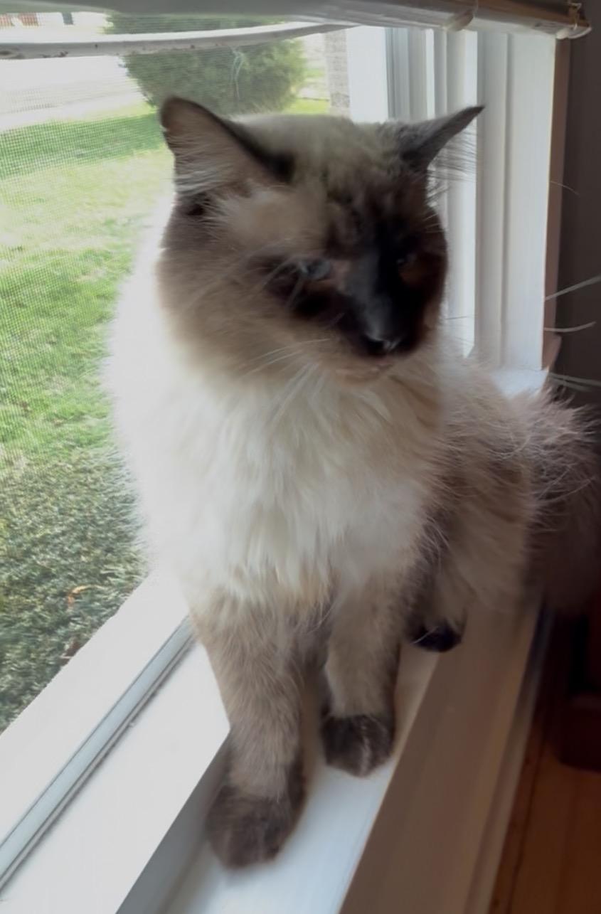 Enlarge Chester, a ADOPTABLE mixed breed in Bardstown, KY image 2/4