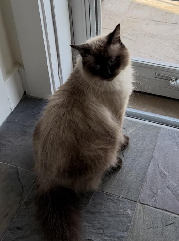Chester, ADOPTABLE, Adult Male Ragdoll.