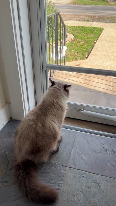 Enlarge Chester, a ADOPTABLE mixed breed in Bardstown, KY video 4/4