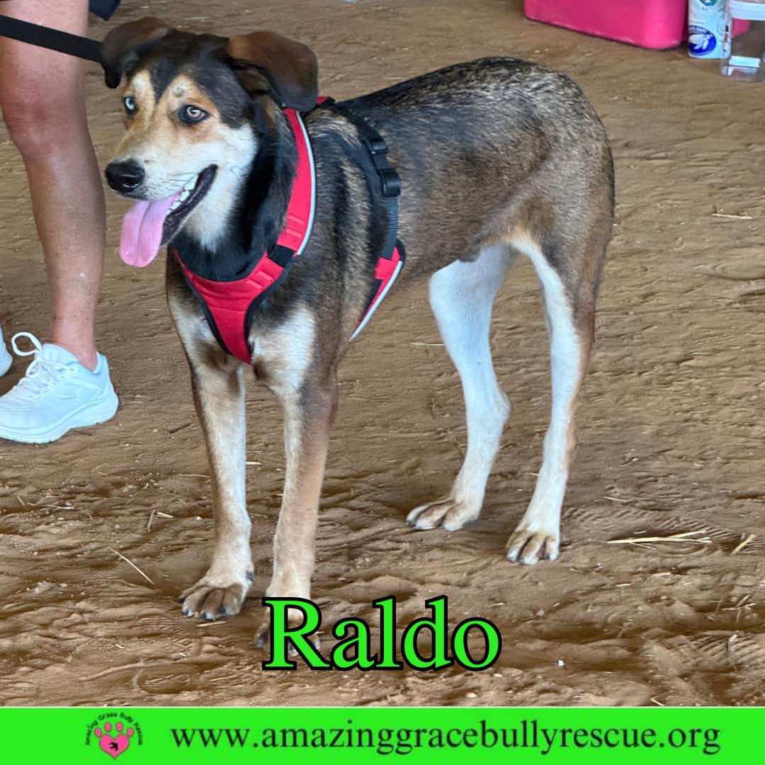 Raldo, Adoptable, Adult Male Shepherd & Australian Shepherd.