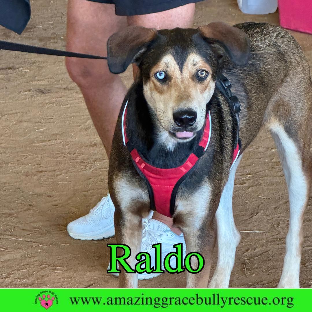 Enlarge Raldo, a Adoptable mixed breed in Pensacola, FL image 2/3