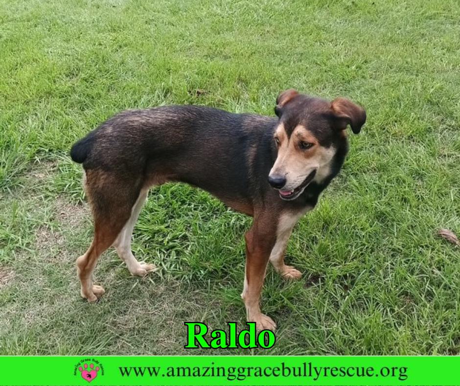 Raldo, Adoptable, Adult Male Shepherd & Australian Shepherd.