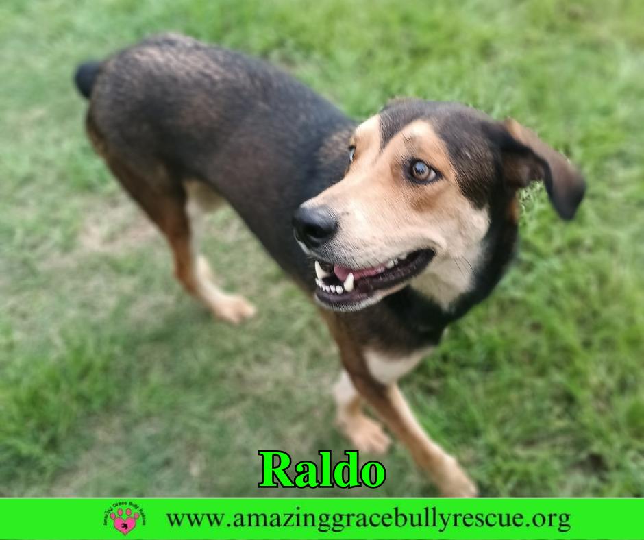 Enlarge Raldo, a Adoptable mixed breed in Pensacola, FL image 2/3