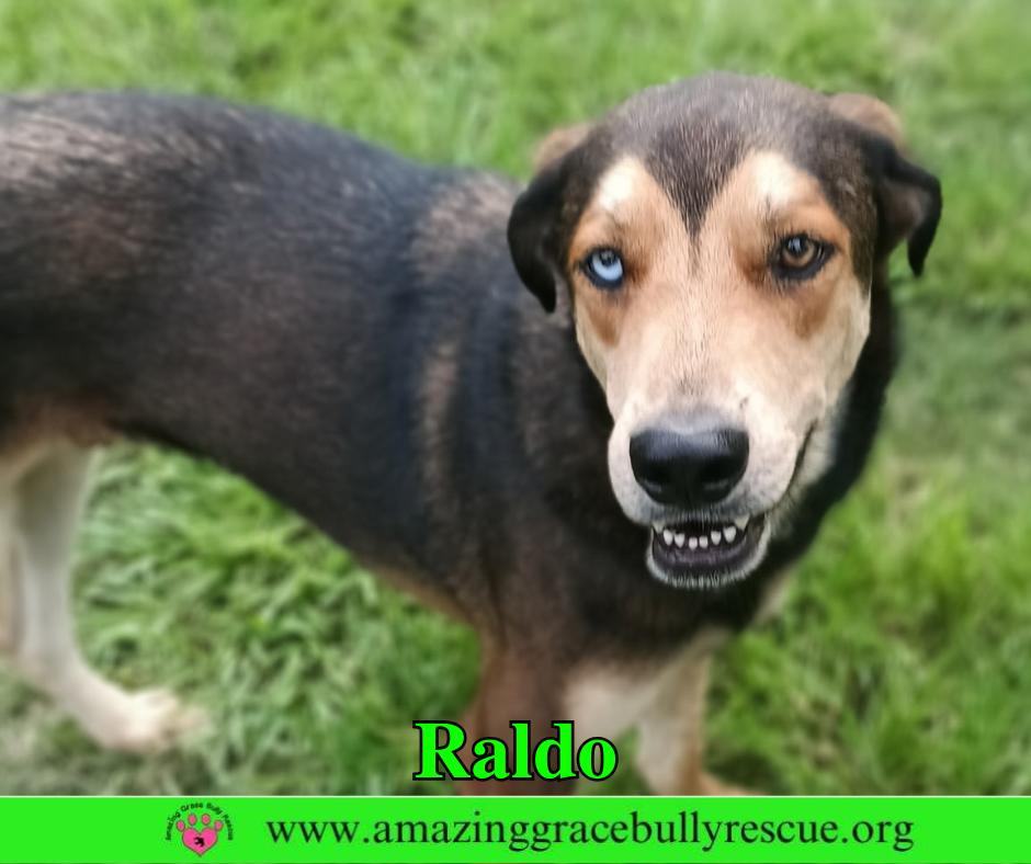 Enlarge Raldo, a Adoptable mixed breed in Pensacola, FL image 3/3