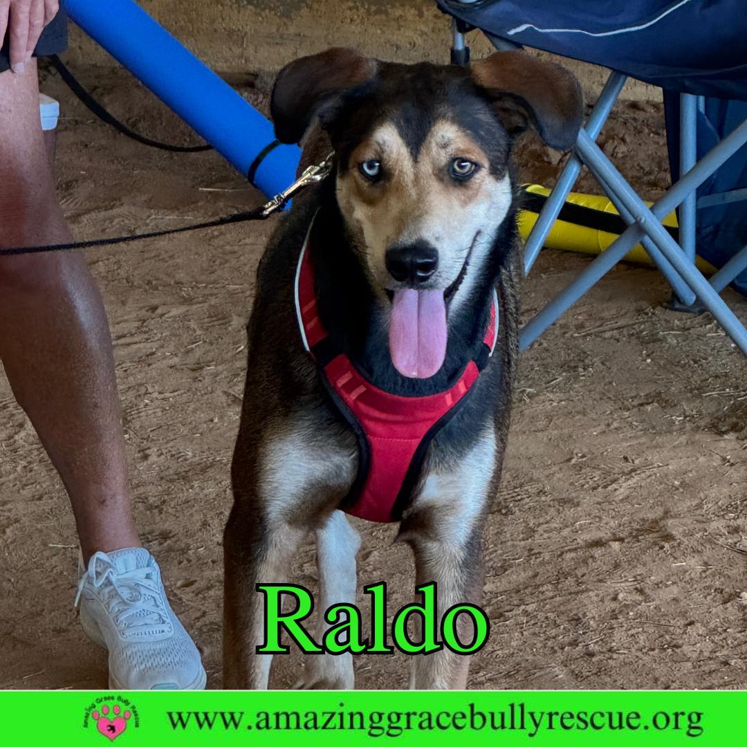Raldo, Adoptable, Adult Male Shepherd & Australian Shepherd.