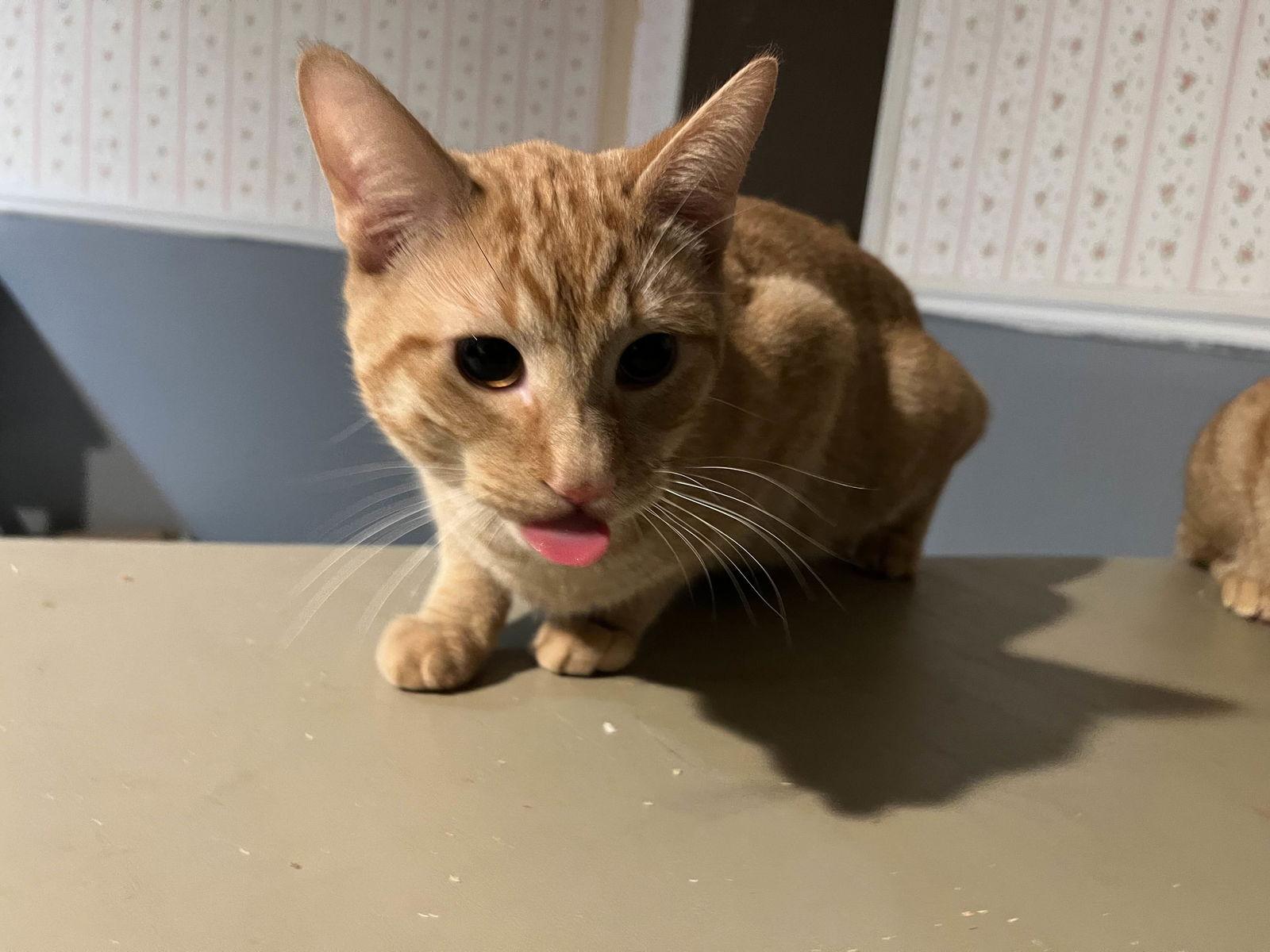 Muenster, Adoptable, Kitten Male Domestic Short Hair.