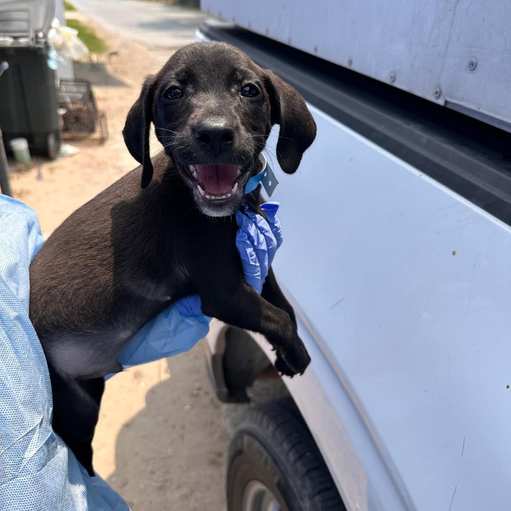 Magnus, Adoptable, Young Male Terrier.