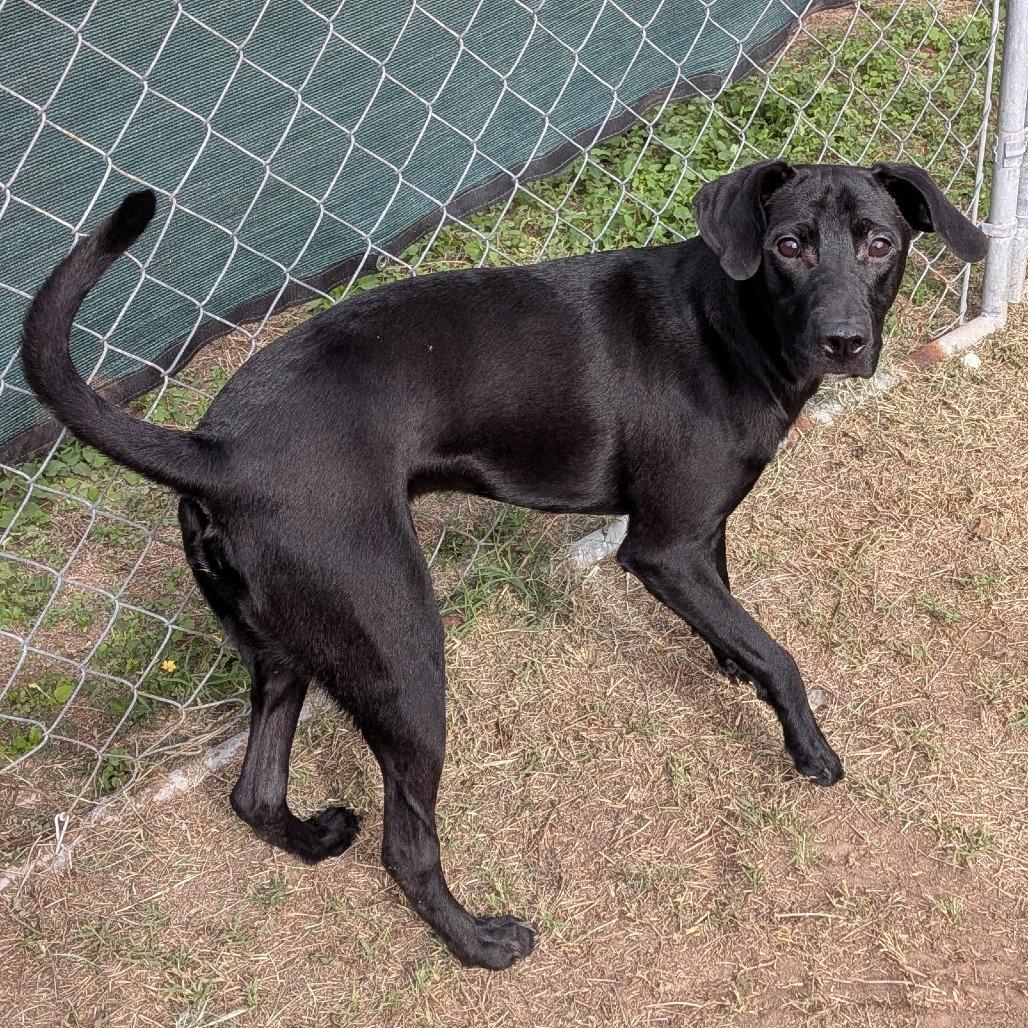 Enlarge Magnus, a Adoptable Terrier in Edinburg, TX image 2/6