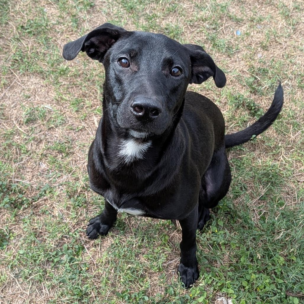 Enlarge Magnus, a Adoptable Terrier in Edinburg, TX image 3/6