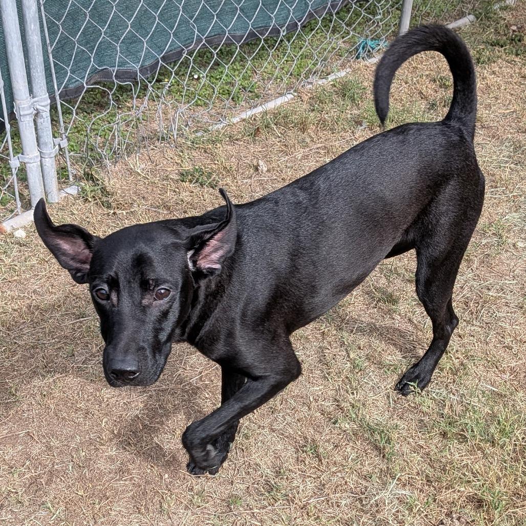 Enlarge Magnus, a Adoptable Terrier in Edinburg, TX image 5/6