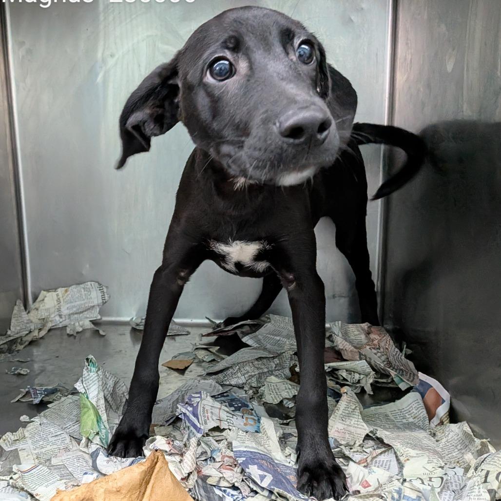 Enlarge Magnus, a Adoptable Terrier in Edinburg, TX image 6/6