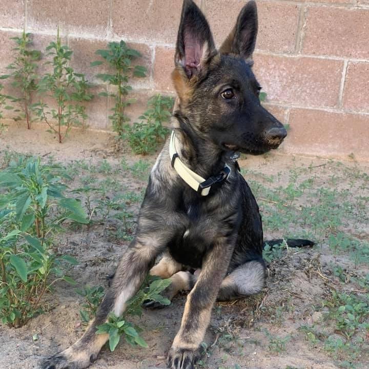 Enlarge Dani, a Adoptable German Shepherd Dog in Cartersville, GA image 2/4