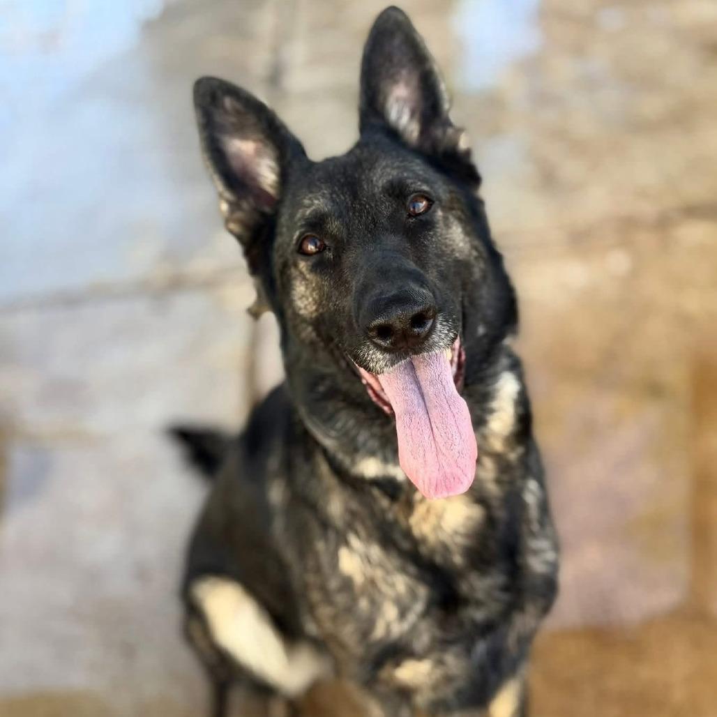 Enlarge Dani, a Adoptable German Shepherd Dog in Cartersville, GA image 3/4