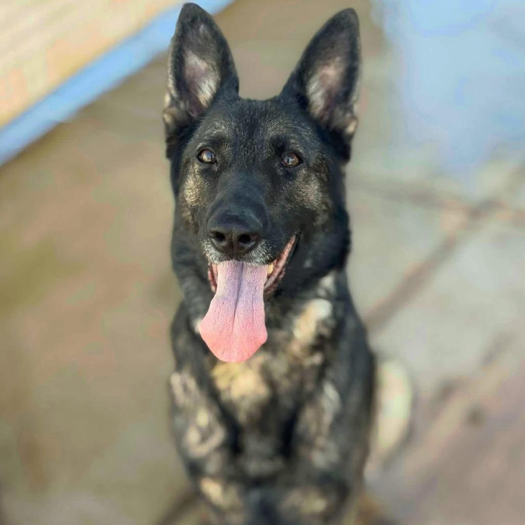 Enlarge Dani, a Adoptable German Shepherd Dog in Cartersville, GA image 4/4