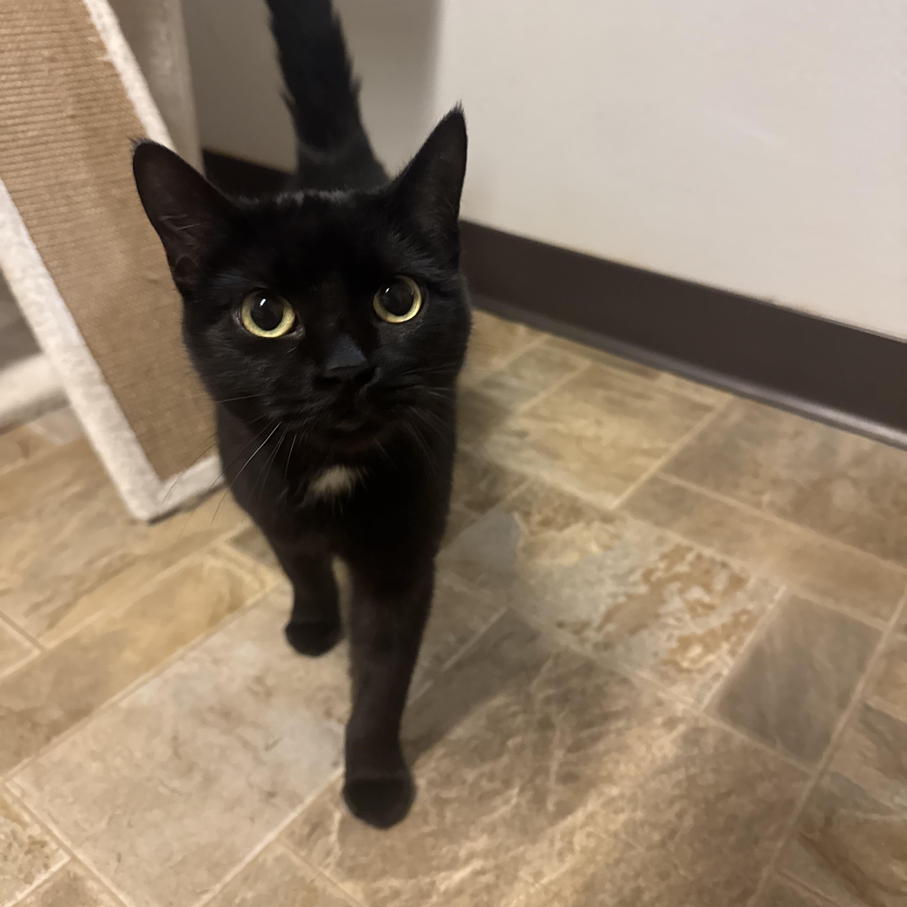 Silver - Adoption Fee Waived, a ADOPTABLE Domestic Short Hair in Dodgeville, WI image 1/6