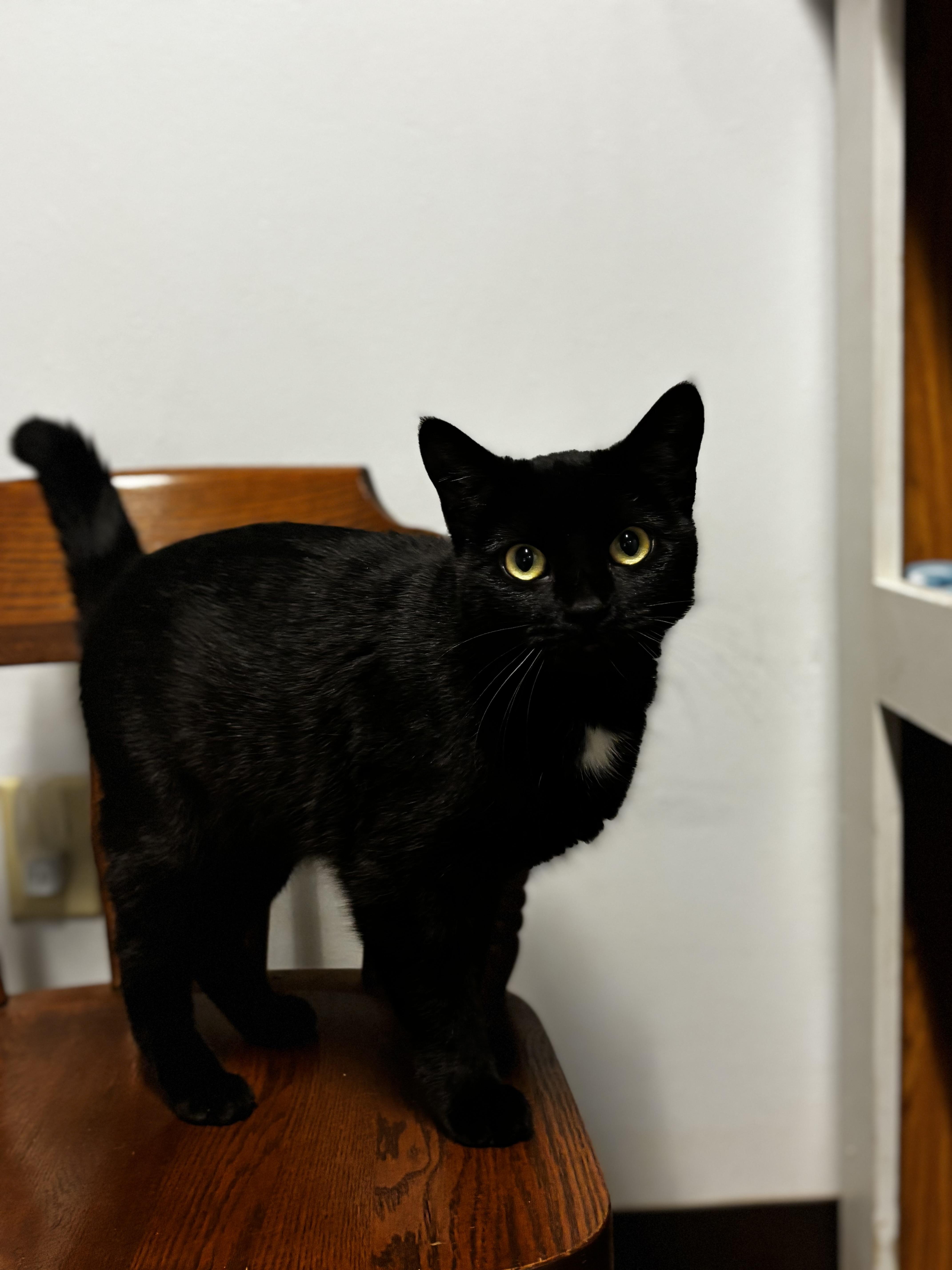Silver - Adoption Fee Waived, a ADOPTABLE Domestic Short Hair in Dodgeville, WI image 3/6