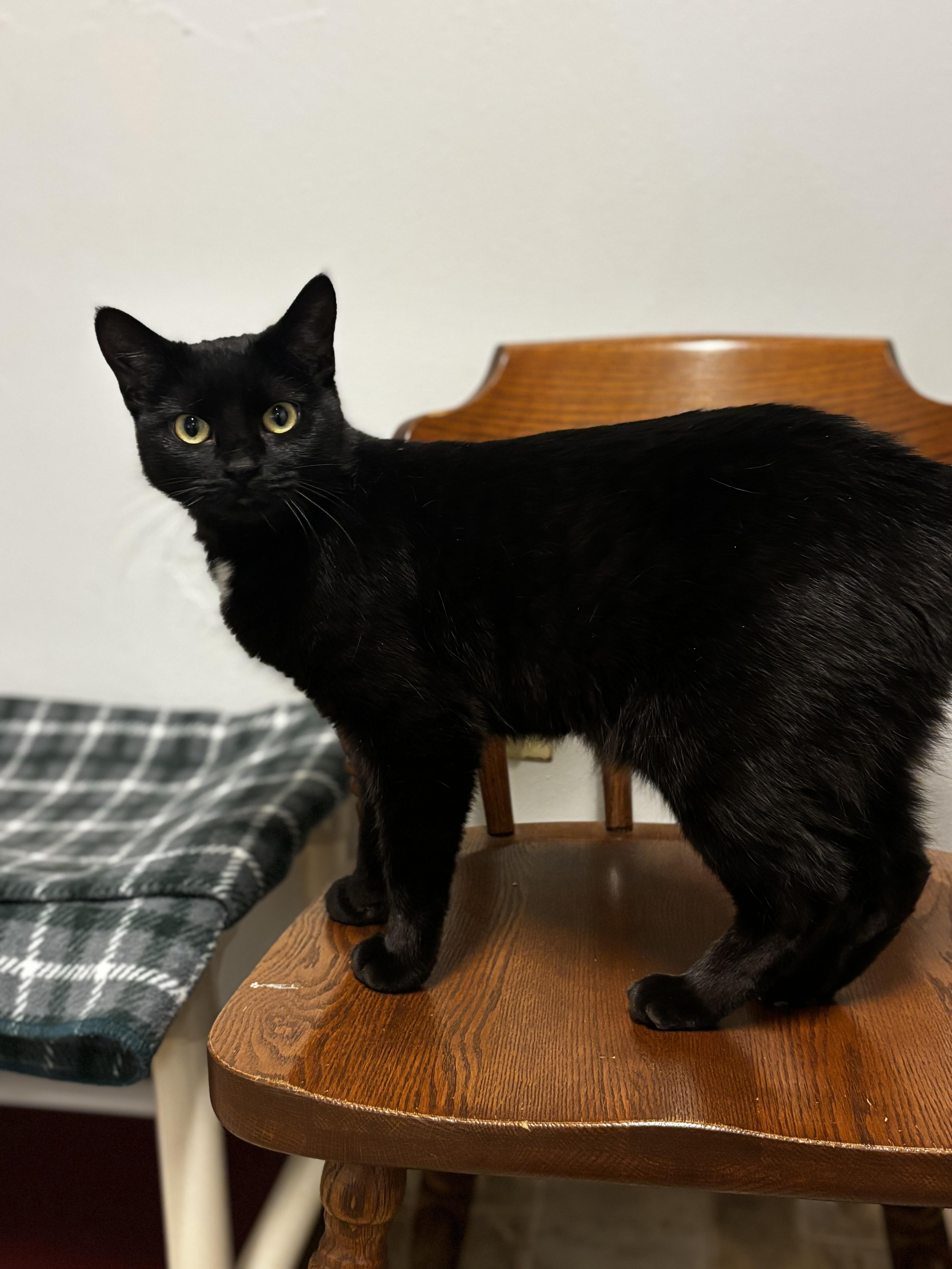 Silver - Adoption Fee Waived, a ADOPTABLE Domestic Short Hair in Dodgeville, WI image 4/6