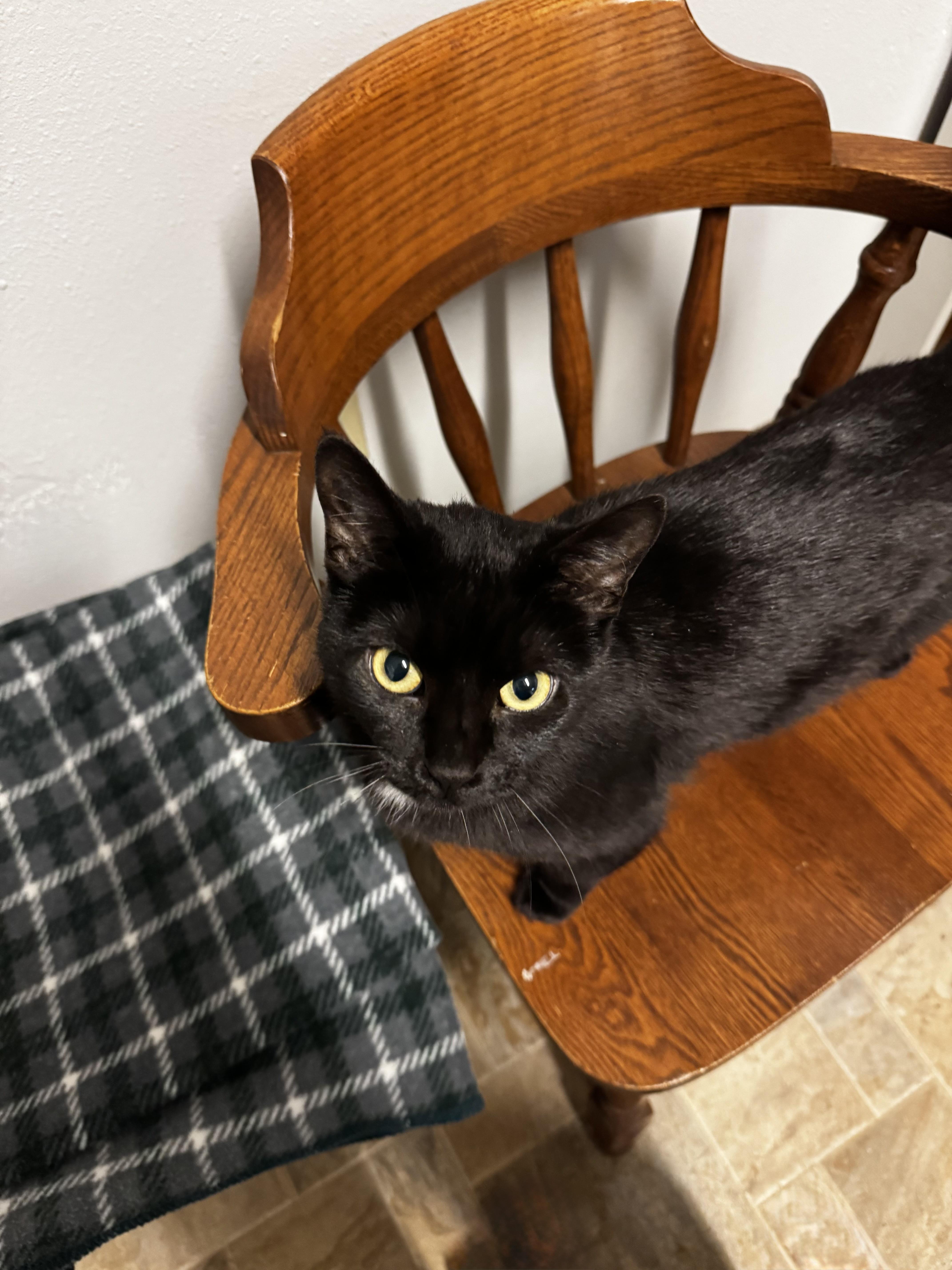 Silver - Adoption Fee Waived, a ADOPTABLE Domestic Short Hair in Dodgeville, WI image 5/6