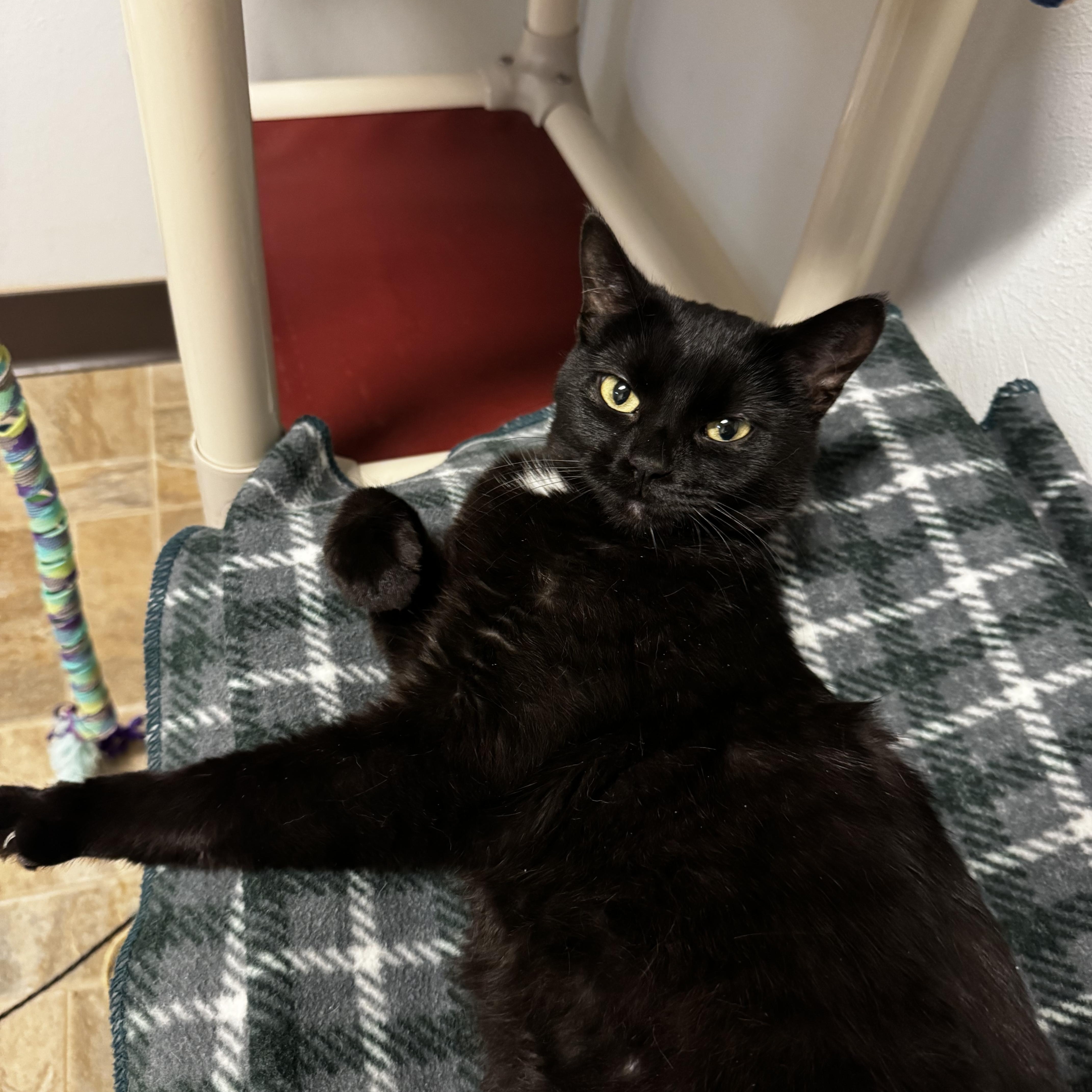 Silver - Adoption Fee Waived, a ADOPTABLE Domestic Short Hair in Dodgeville, WI image 2/6