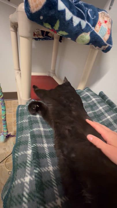 Enlarge Silver - Adoption Fee Waived, a ADOPTABLE Domestic Short Hair in Dodgeville, WI video 6/6