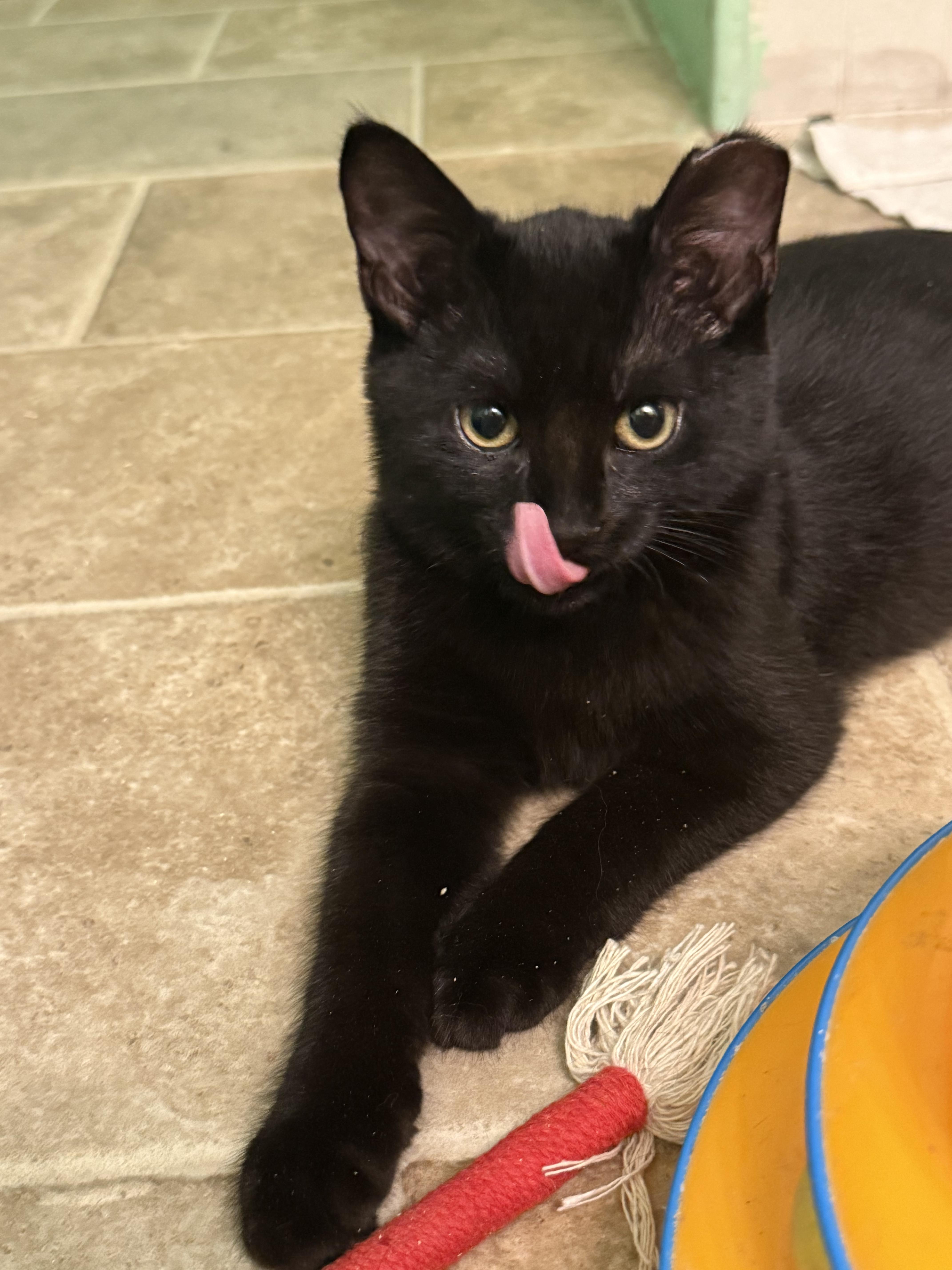 Enlarge Spice (shy project kitten), a Adoptable Domestic Short Hair in HANSON, MA image 2/4