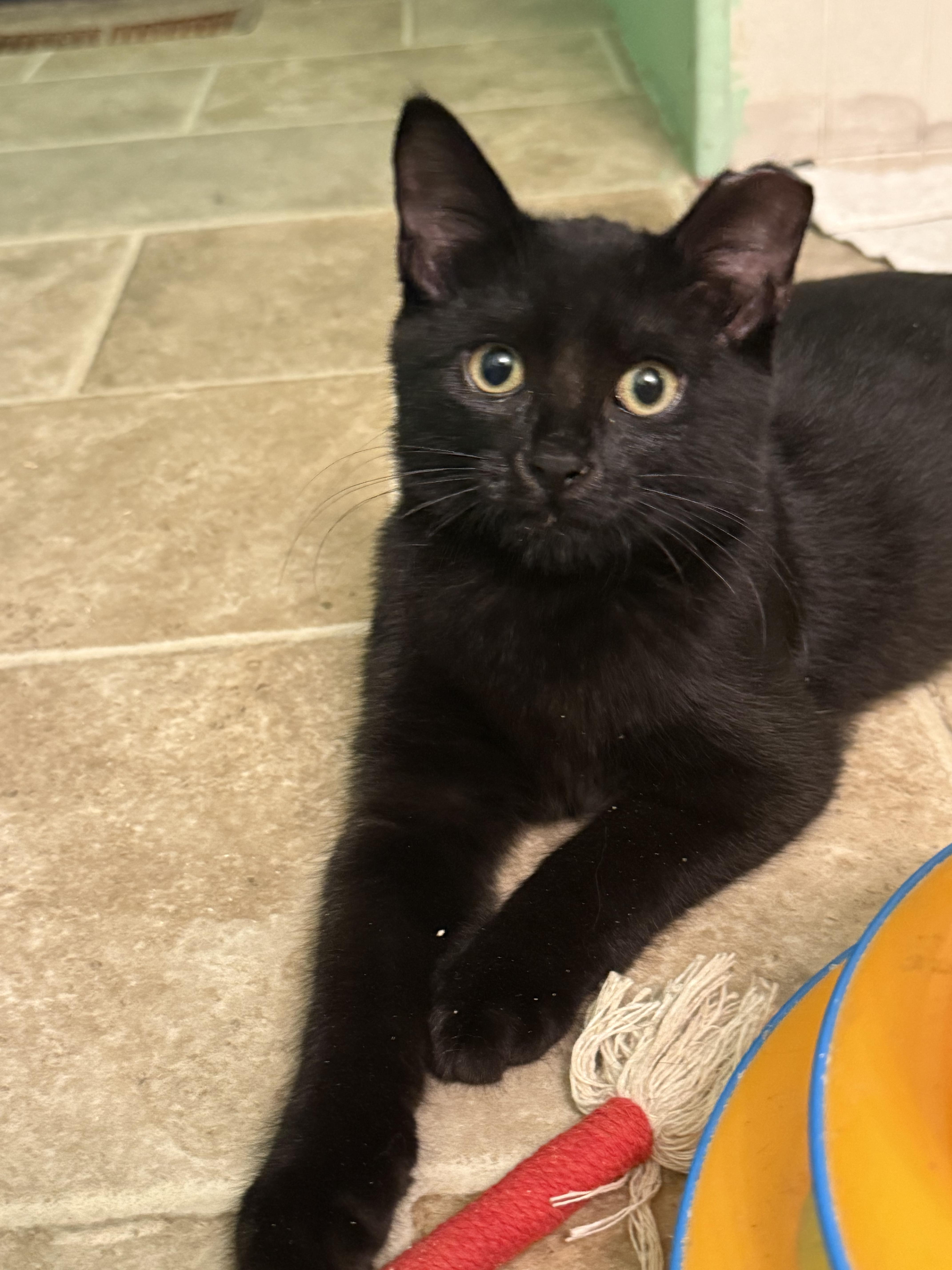 Enlarge Spice (shy project kitten), a Adoptable Domestic Short Hair in HANSON, MA image 1/4