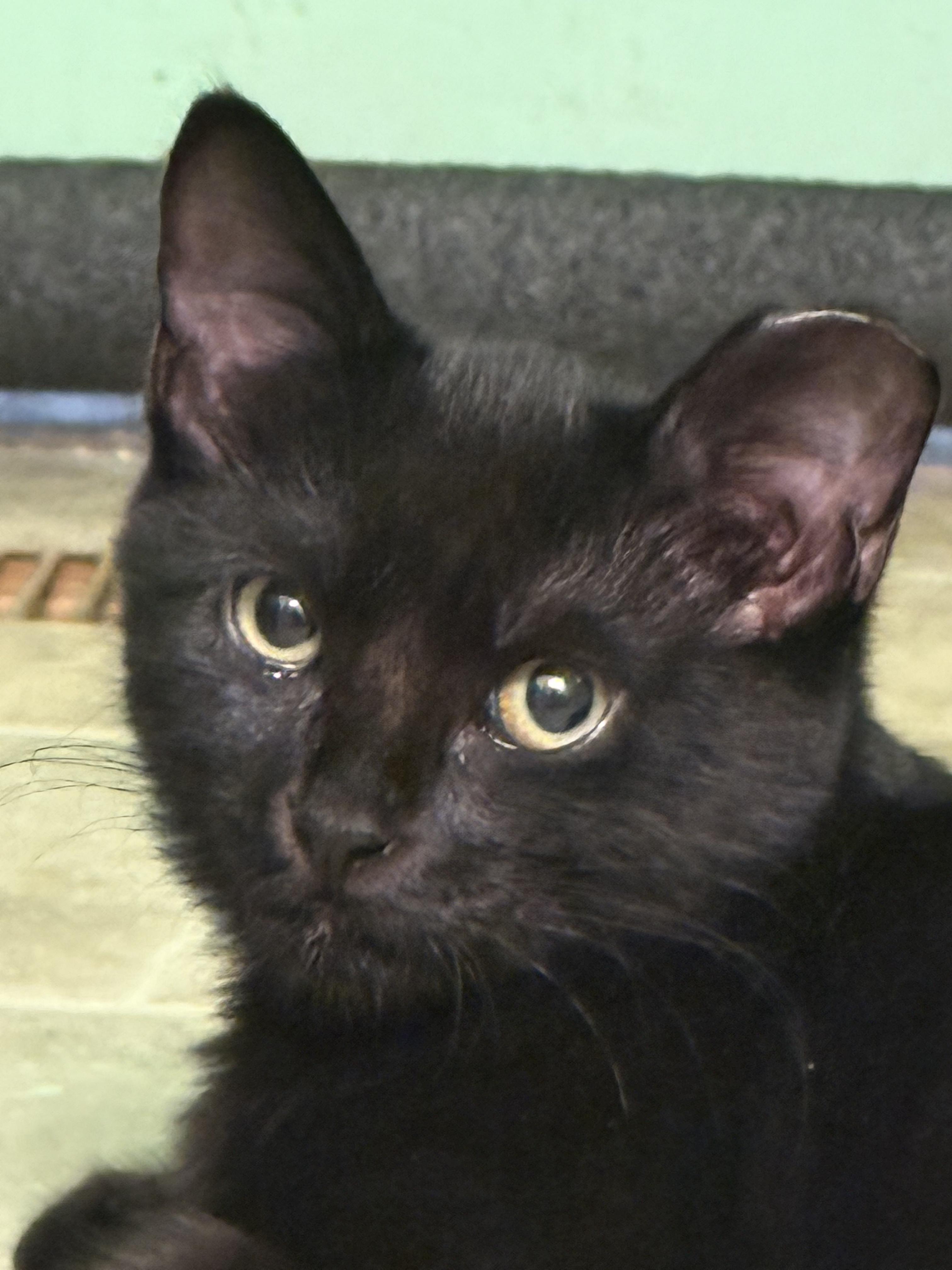 Enlarge Spice (shy project kitten), a Adoptable Domestic Short Hair in HANSON, MA image 4/4