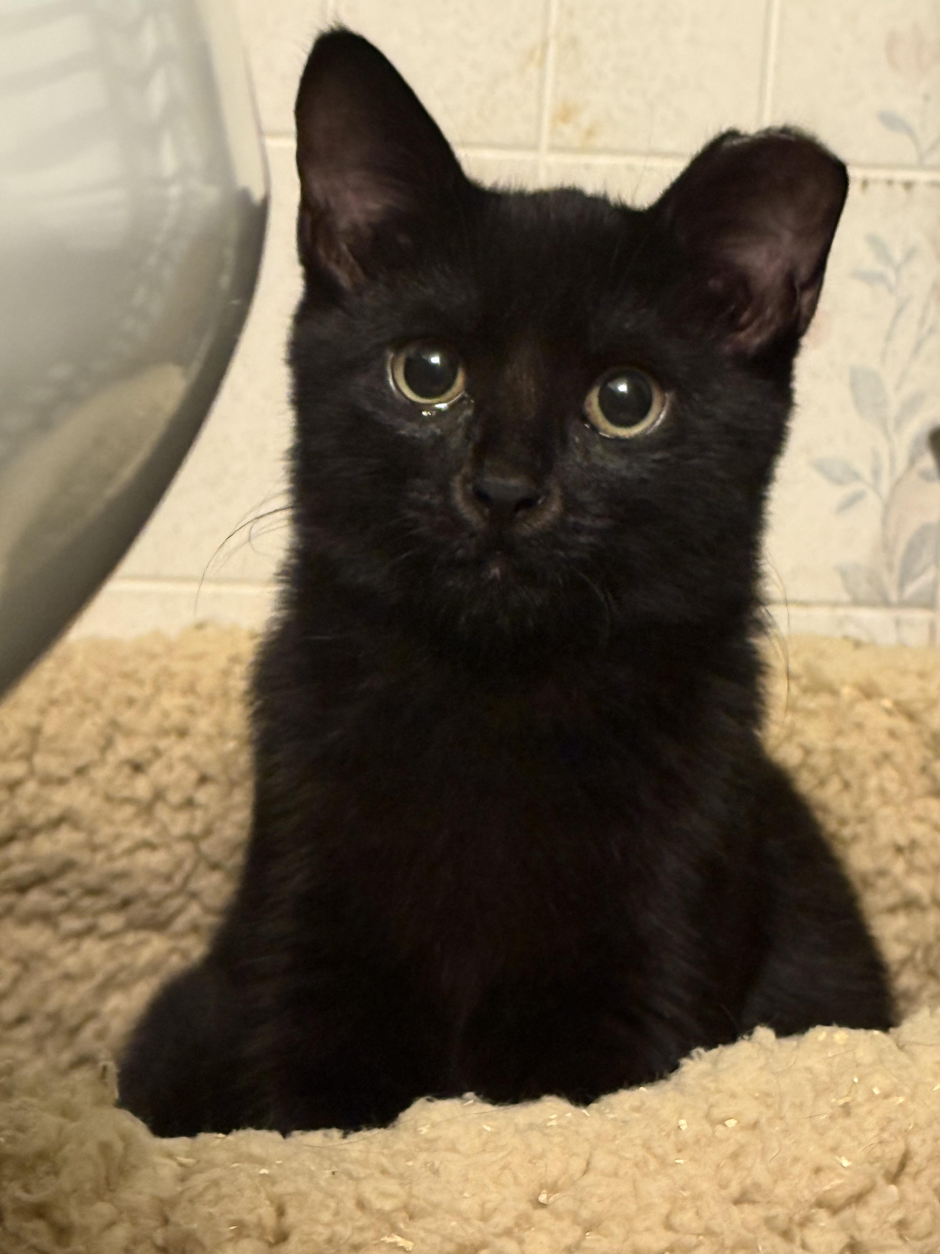 Enlarge Spice (shy project kitten), a Adoptable Domestic Short Hair in HANSON, MA image 3/4
