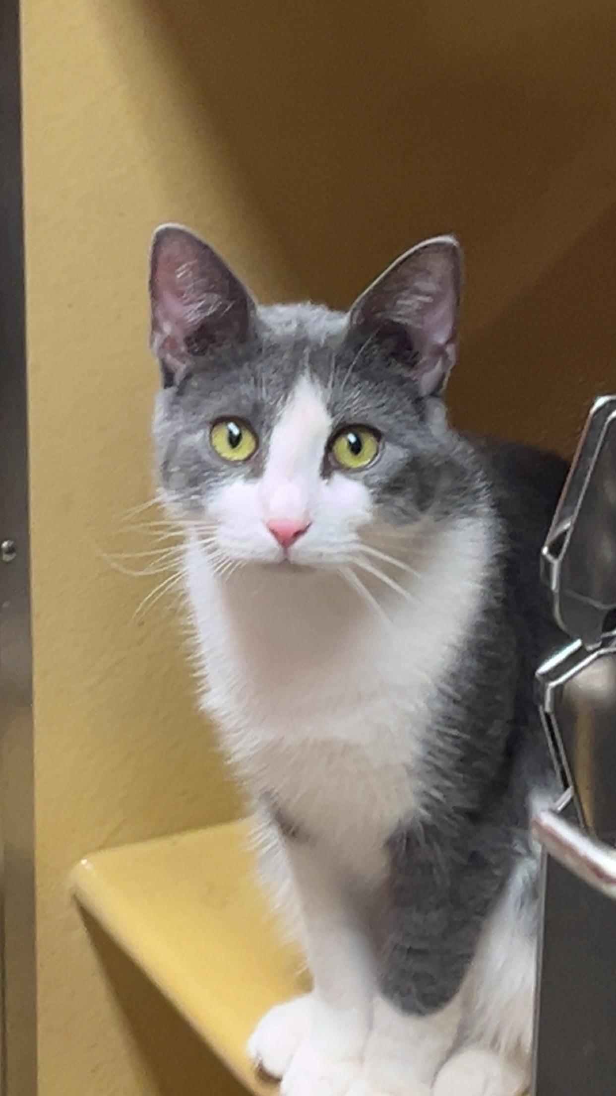 Cody, Adoptable, Young Male Domestic Short Hair.