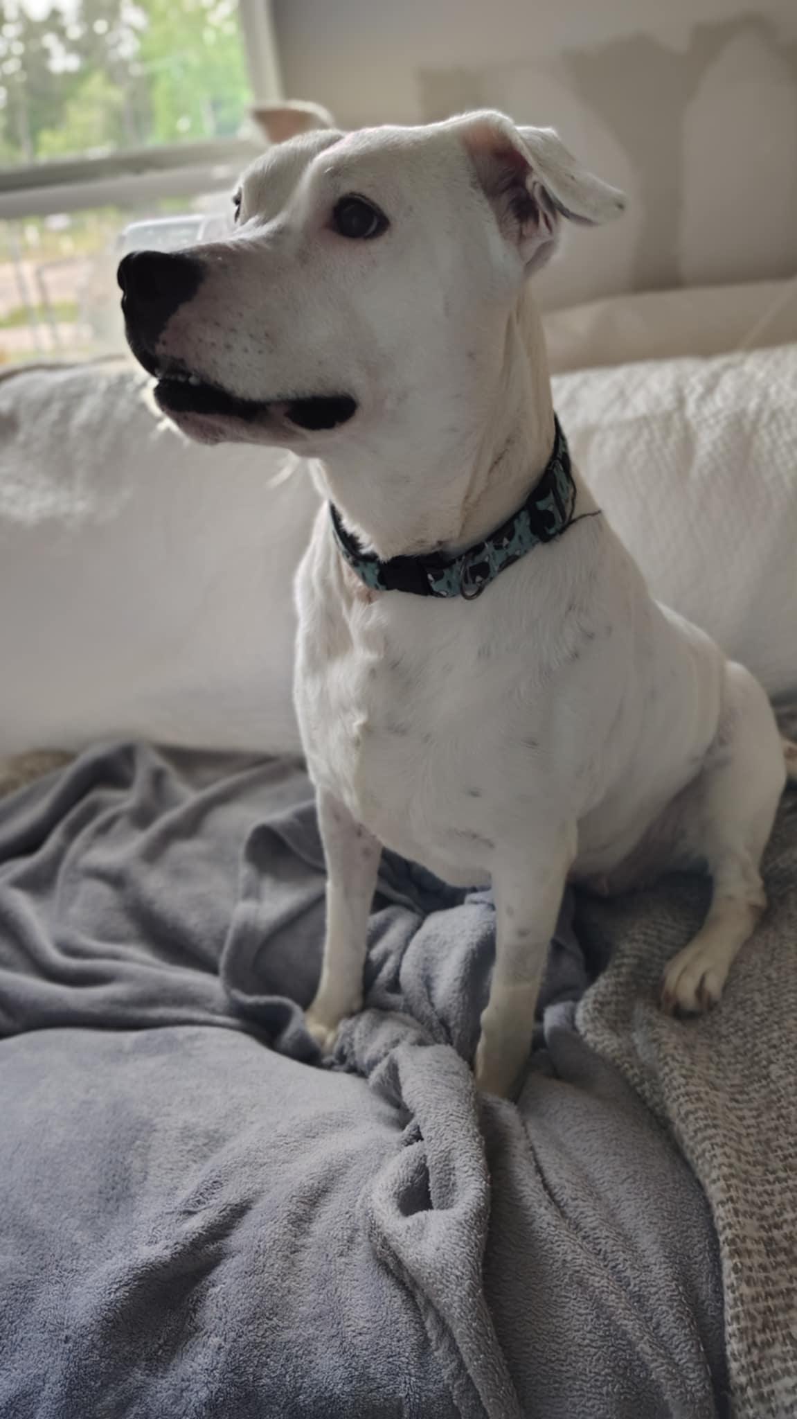 DORIS, Adult Female American Bully