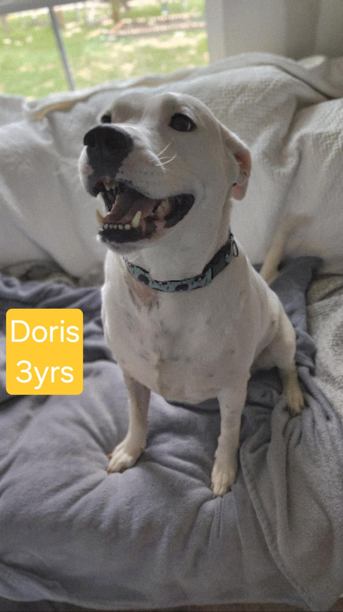 DORIS photo 4