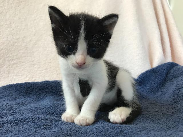 Mei, Adopted, Senior Female Domestic Medium Hair.