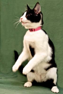 Enlarge Mei, a Adopted mixed breed in Cambria, CA image 2/6