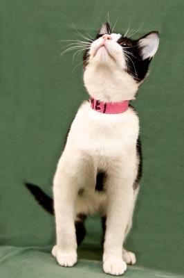 Enlarge Mei, a Adopted mixed breed in Cambria, CA image 3/6