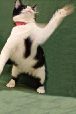 Enlarge Mei, a Adopted mixed breed in Cambria, CA image 4/6
