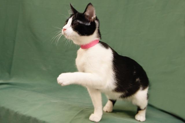 Enlarge Mei, a Adopted mixed breed in Cambria, CA image 5/6